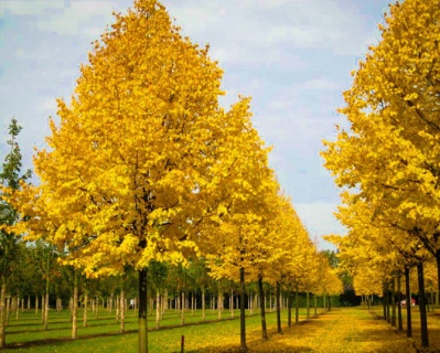 Липа мелколистная "Грин Спаер"