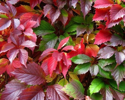 Виноград девичий пятилисточковый (P-9)