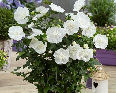 Гибискус «Уайт Шифон»