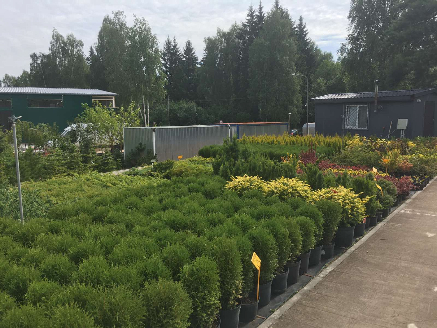 Питомник "ZelenSad"