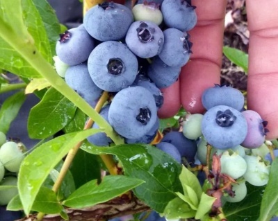 Голубика "Эллиот (Еlliot)"