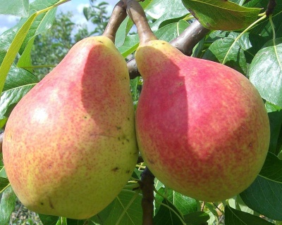 Груша "Сладкая из Млиева"