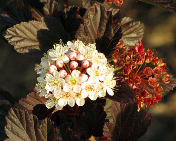 Пузыреплодник "Саммер Вайн" (Summer Wine)