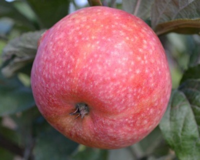 Яблоня "Конфетное"