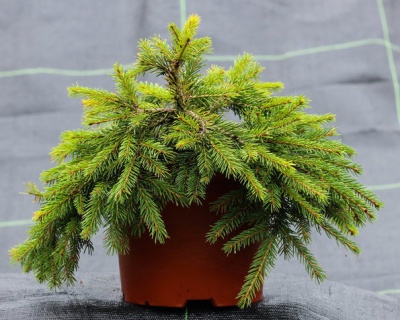 Ель обыкновенная "Форманек"