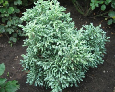 Кипарисовик Горохоплодный "Булевард"(Р-9)