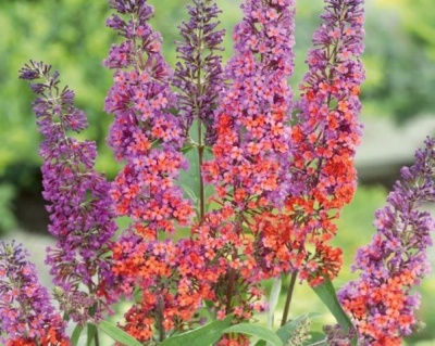 Буддлея Давида "Флауэр Пауэр" (Flowe Power)