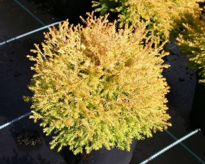 Туя западная "Рейнголд"