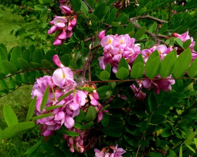 Робиния лжеакация "Пинк Каскад"