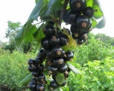 Смородина "Биг Бен"