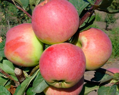 Яблоня "Успенское"