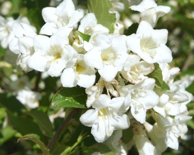 Вейгела гибридная "Candida"