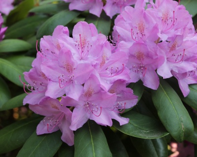 Рододендрон "Альфред"