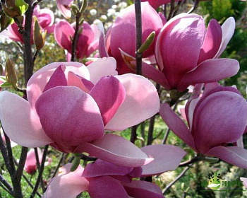 Магнолия "Рустика Рубра"