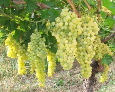 Виноград "КишМиш Мираж" (Русбол)