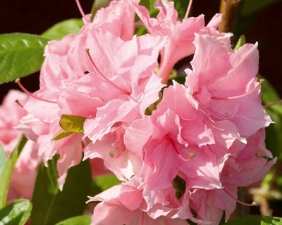 Азалия крупноцветковая "Килиан"