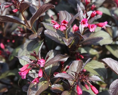 Вейгела цветущая "Victoria"