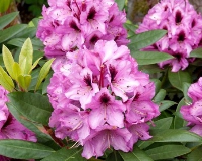 Рододендрон "Кокардия"