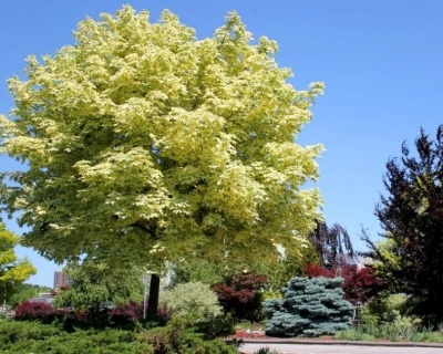 Клен остролистный "Друммонди"