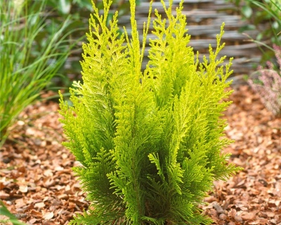 Кипарисовик Лавсона "Ивонне"