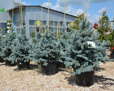 Ель колючая "Ольденбург"
