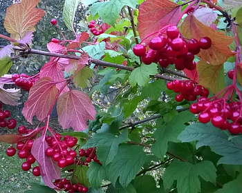 Калина «Таёжные рубины»