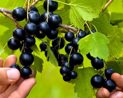 Смородина "Добрыня"