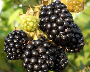 Ежевика "Флинт"