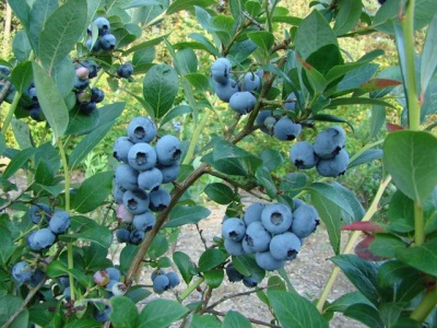 Голубика "Денис Блю (Denise Blue)"