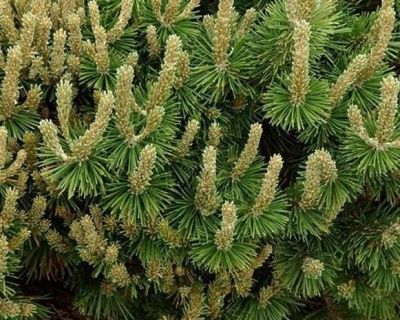 Сосна горная "Пол Малетер"