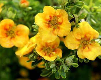 Лапчатка "Манго Танго" (Mango Tango)