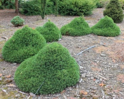 Ель обыкновенная "Томпа"