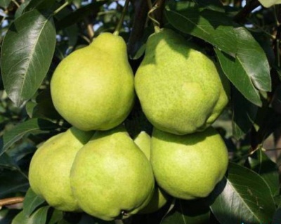 Груша "Августовская роса"