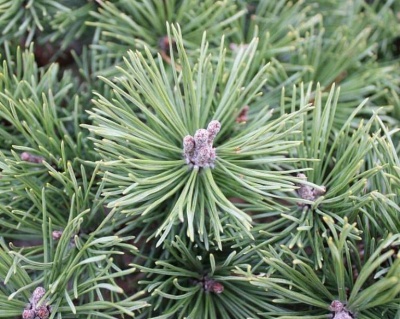 Сосна горная "Мини Мопс"