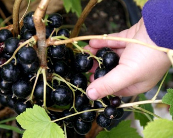 Смородина "Белорусская сладкая"