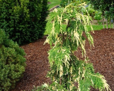 Кипарисовик Нутканский "Вариегата"