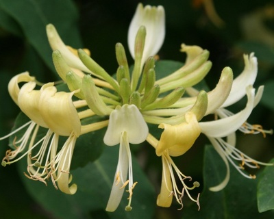 Жимолость приморская "Грехам Томас"(P-9)