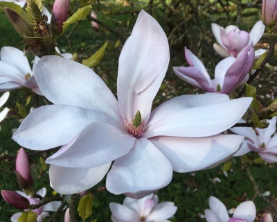 Магнолия "Пинки"