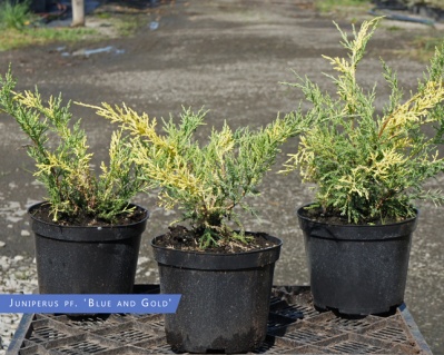 Можжевельник средний "Блю энд Голд"