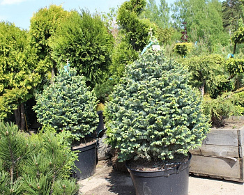 Пихта одноцветная "Компакта"