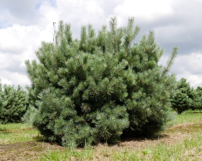 Сосна обыкновенная "Ватерери"