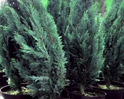 Кипарисовик Лавсона "Алюми"