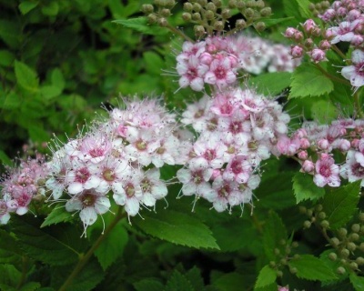 Спирея японская "Литл принцесс"