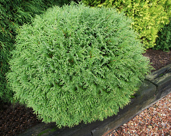 Туя западная "Литл Чемпион"