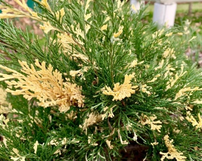 Можжевельник казацкий "Вариегата"