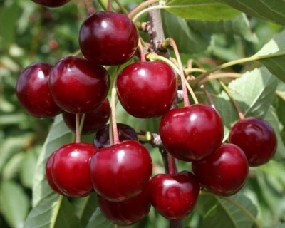 Вишня колоновидная "Королева"