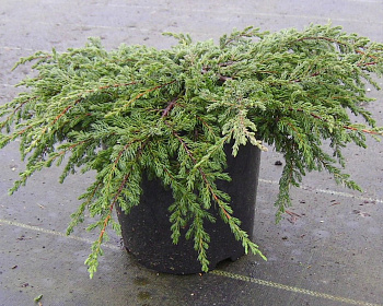 Можжевельник обыкновенный "Репанда"