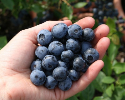 Голубика "Дюк (Duke)"