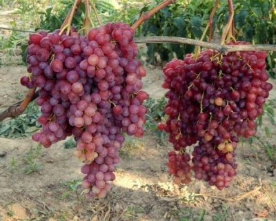 Виноград "КишМиш Велес"