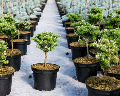 Пихта корейская "Кристалкюгель" (штамбовая форма)